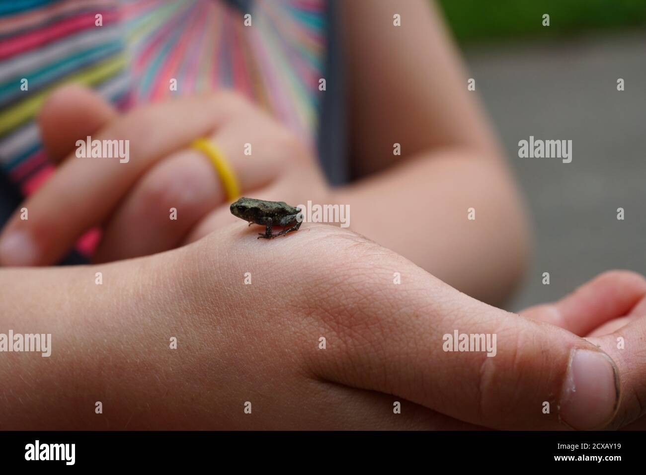 Tiny frog crawling on a child's hand Stock Photo