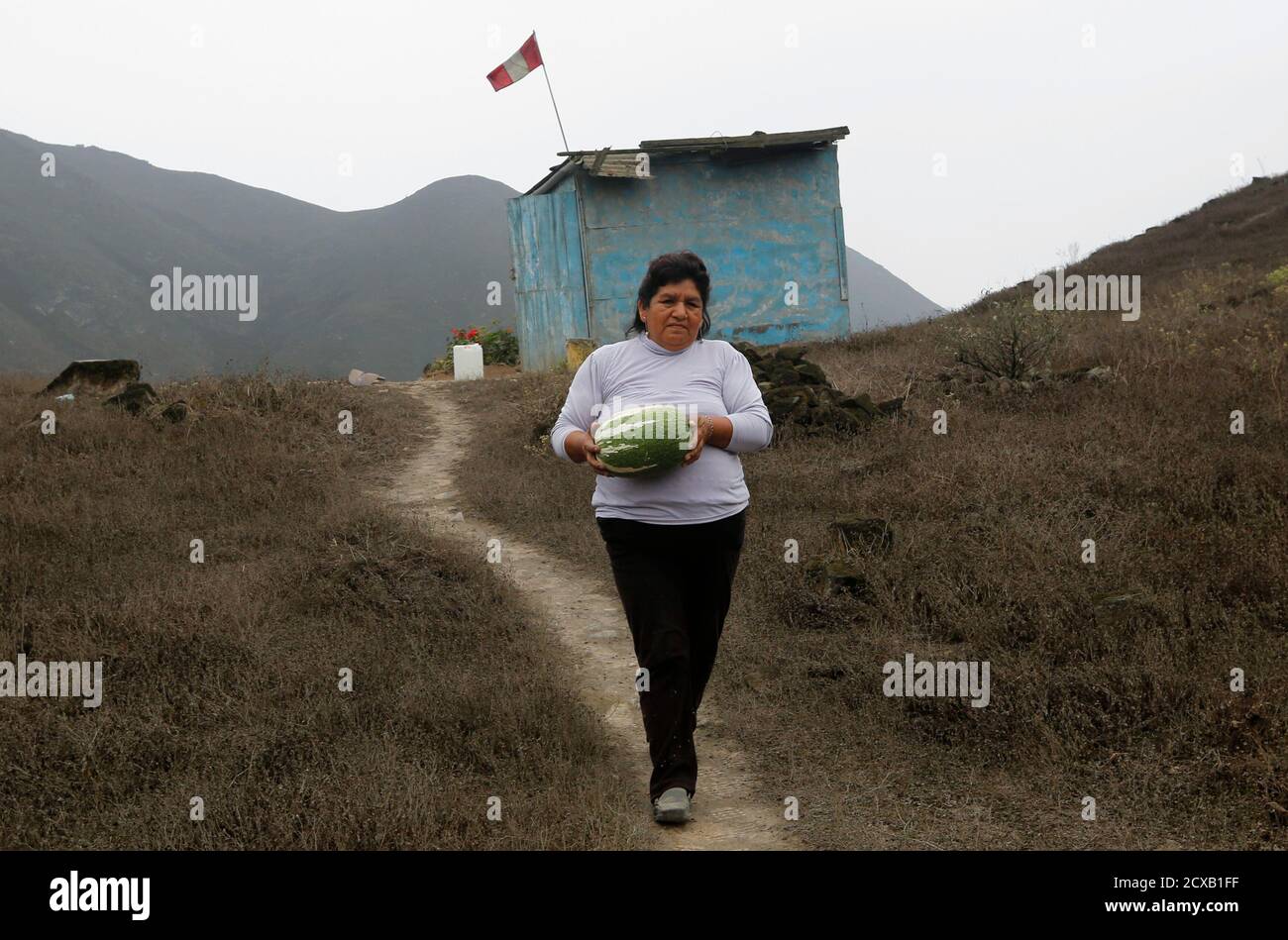 Maria Poma carries a harvested pumpkin that was grown with water collected by nets that trap moisture from fog, on the hillside of Villa Maria Del Triunfo in Lima, November 20, 2014. The net-like structures that trap moisture from fog and mist were an initiative by a group of community leaders called "Peruvians Without Water", who said that the nets in total collect around 150 cubic meters of water per month during the winter season. They built a total of about 100 nets, and the water collected is distributed to the community for agricultural purposes.  REUTERS/Mariana Bazo  (PERU - Tags: SOCI Stock Photo