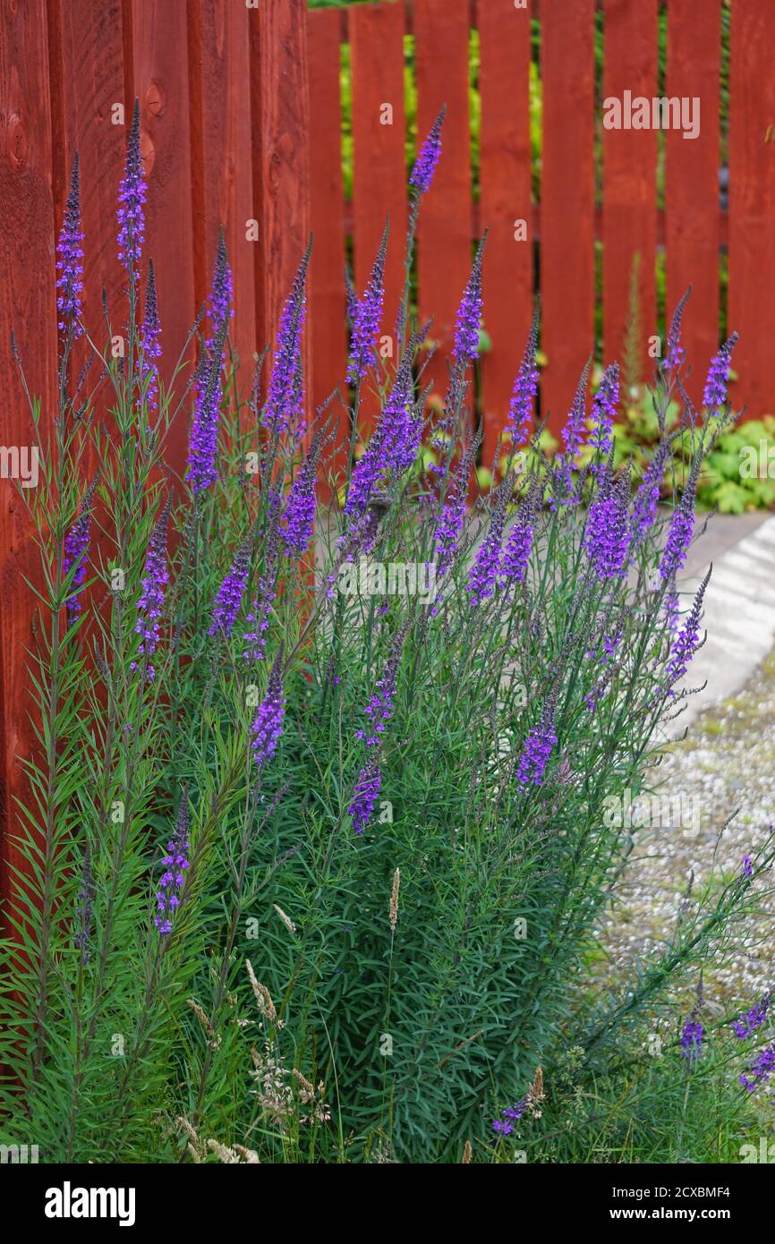 Scotland, UK: Linaria purpurea (Purple Toadflax) -- purple wildflowers ...