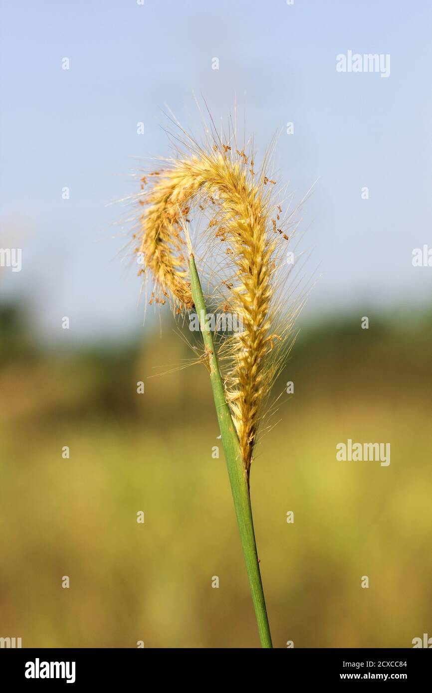 Coarse grass in Bogor, West Java, Indonesia Stock Photo