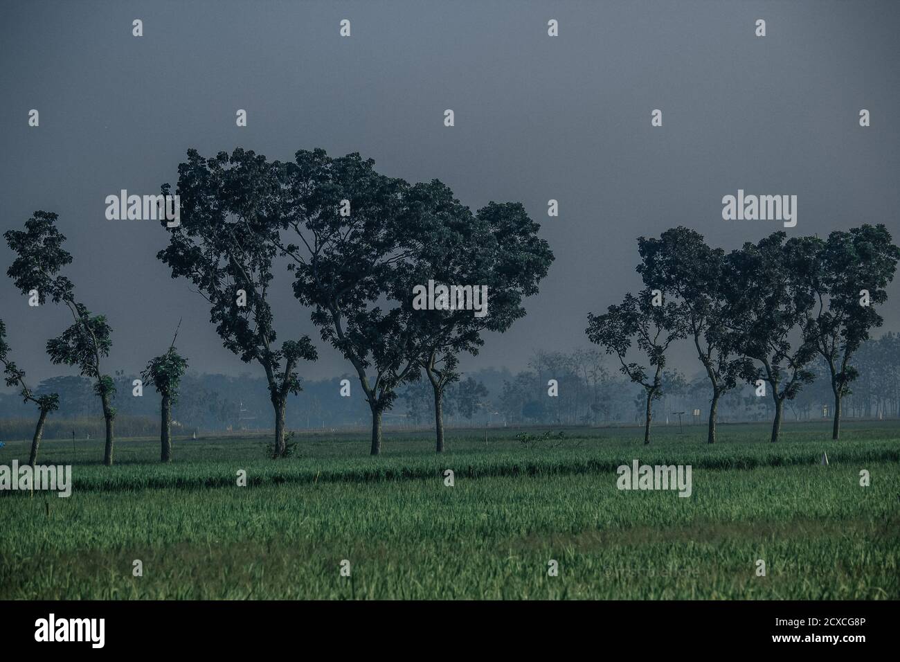 Fog scenery with trees hi-res stock photography and images - Alamy
