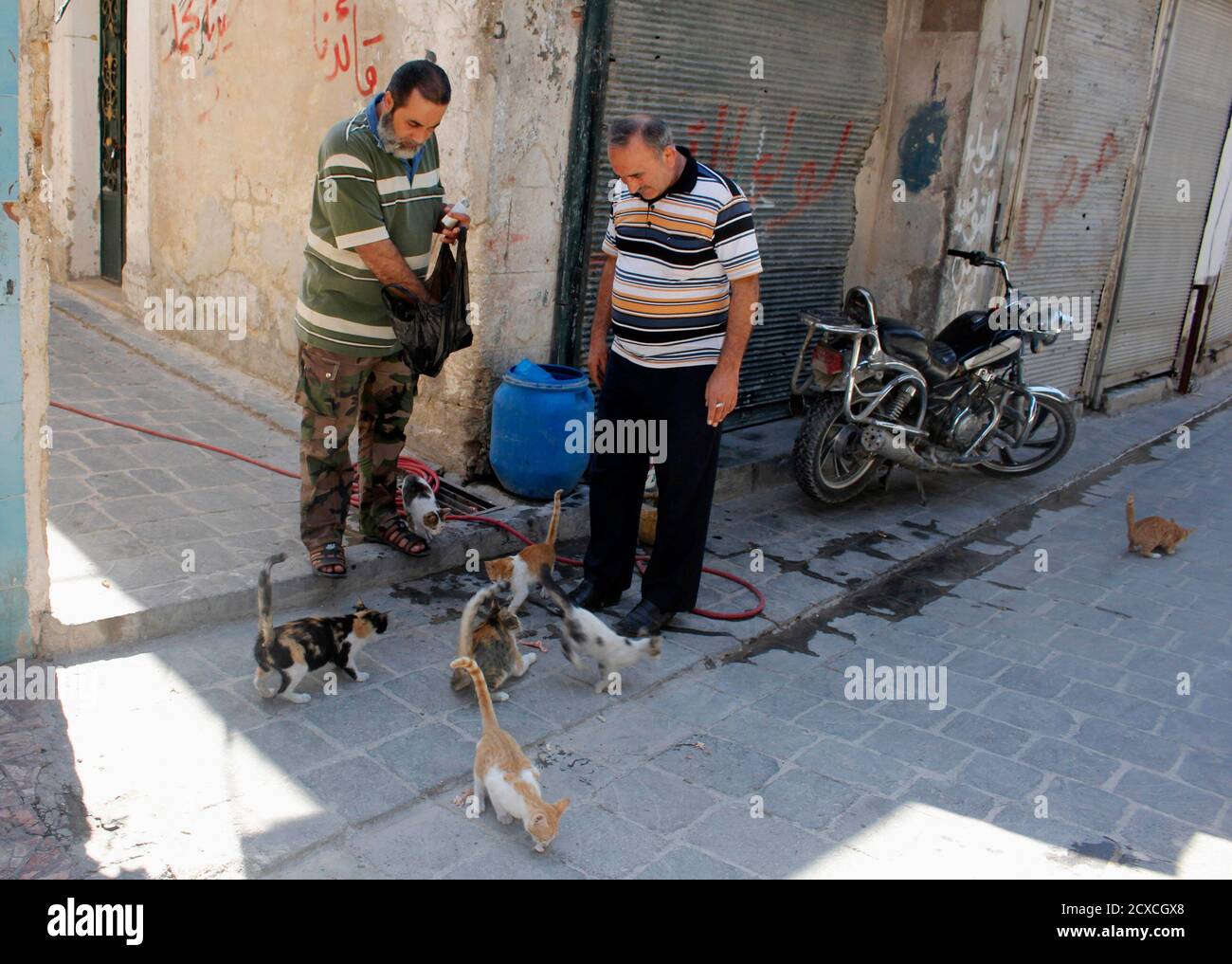 A Free Syrian Army fighter feeds cats in the old city of Aleppo September  16, 2013. REUTERS/Molhem Barakat (SYRIA - Tags: POLITICS CIVIL UNREST  ANIMALS CONFLICT Stock Photo - Alamy
