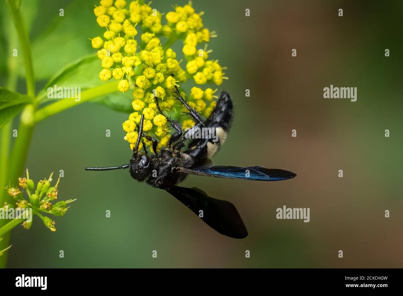 A Double-banded Scoliid Wasp (Scolia bicincta) works on pollinating yellow summertime blooms. Raleigh, North Carolina. Stock Photo