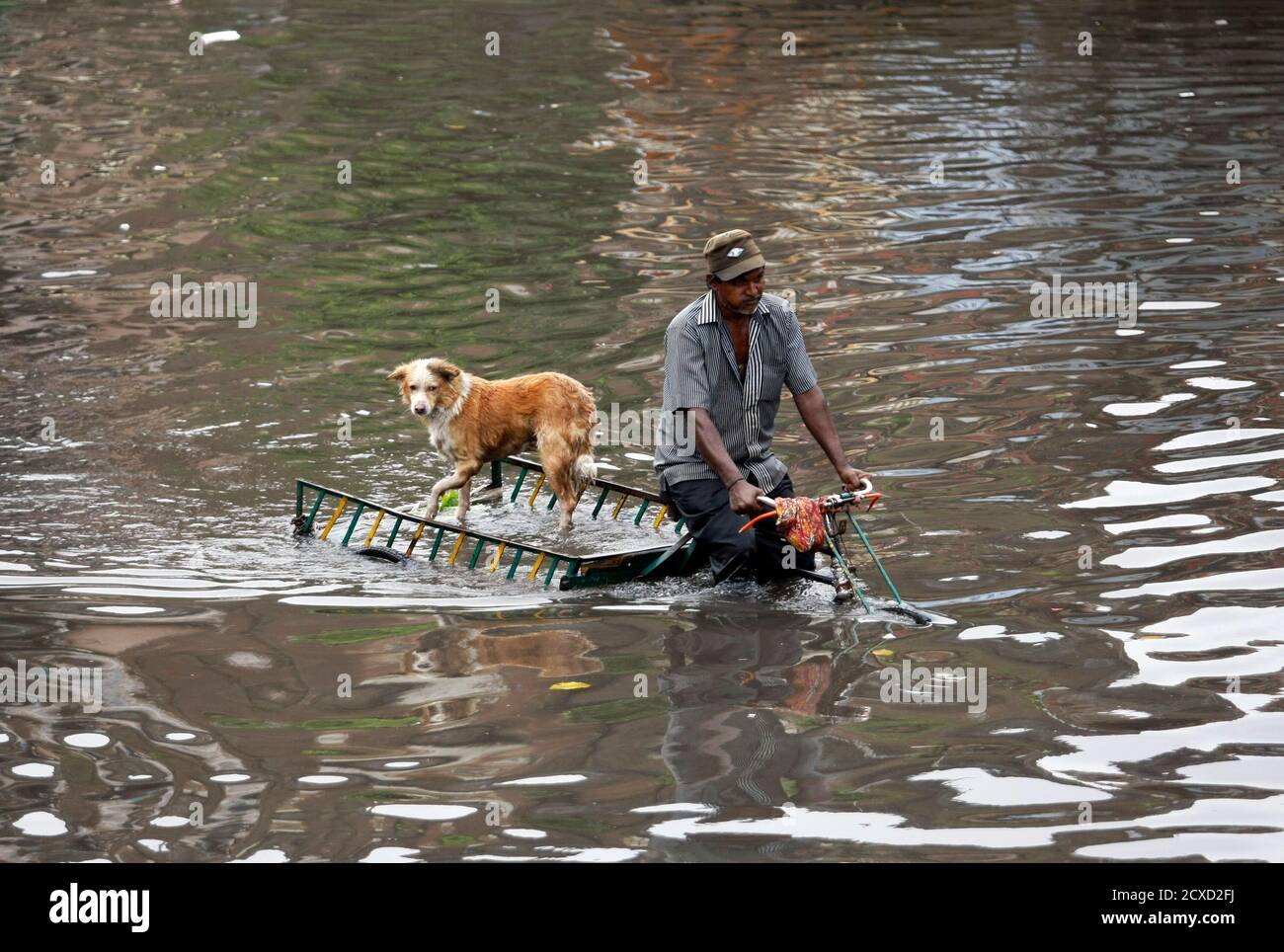 A man transports his dog on a rickshaw through a flooded street after heavy  rains in the western Indian city of Ahmedabad September 25, 2013.  REUTERS/Amit Dave (INDIA - Tags: ENVIRONMENT ANIMALS