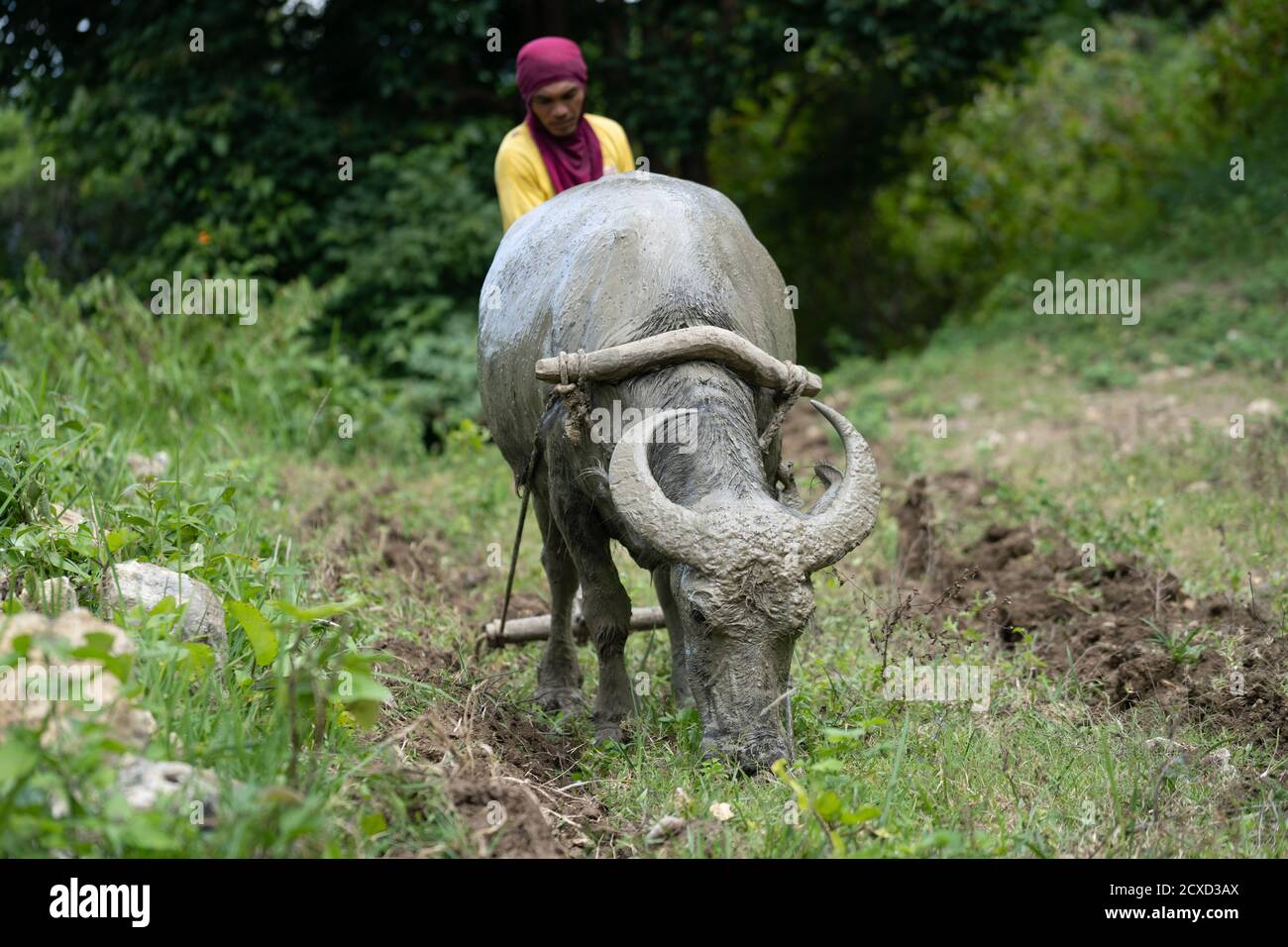 A Filipino farmer using a Carabao to plough the land ready for planting vegetables. Provincial mountain area, Cebu, Philippines Stock Photo