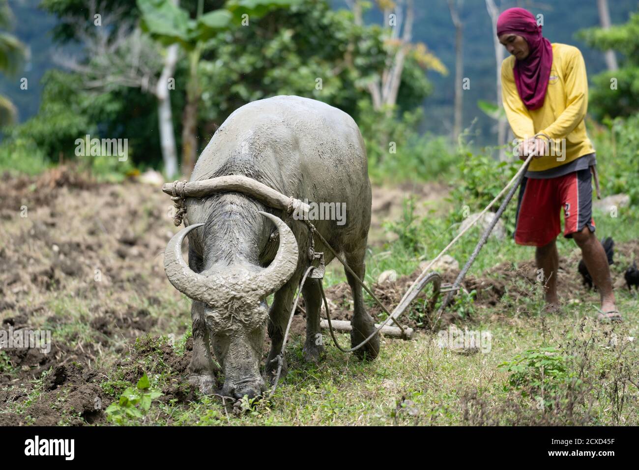 A Filipino farmer using a Carabao to plough the land ready for planting vegetables. Provincial mountain area, Cebu, Philippines Stock Photo