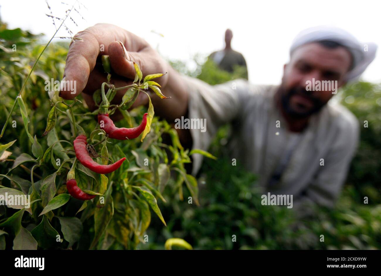 Ancient egyptian farmer hires stock photography and images Alamy