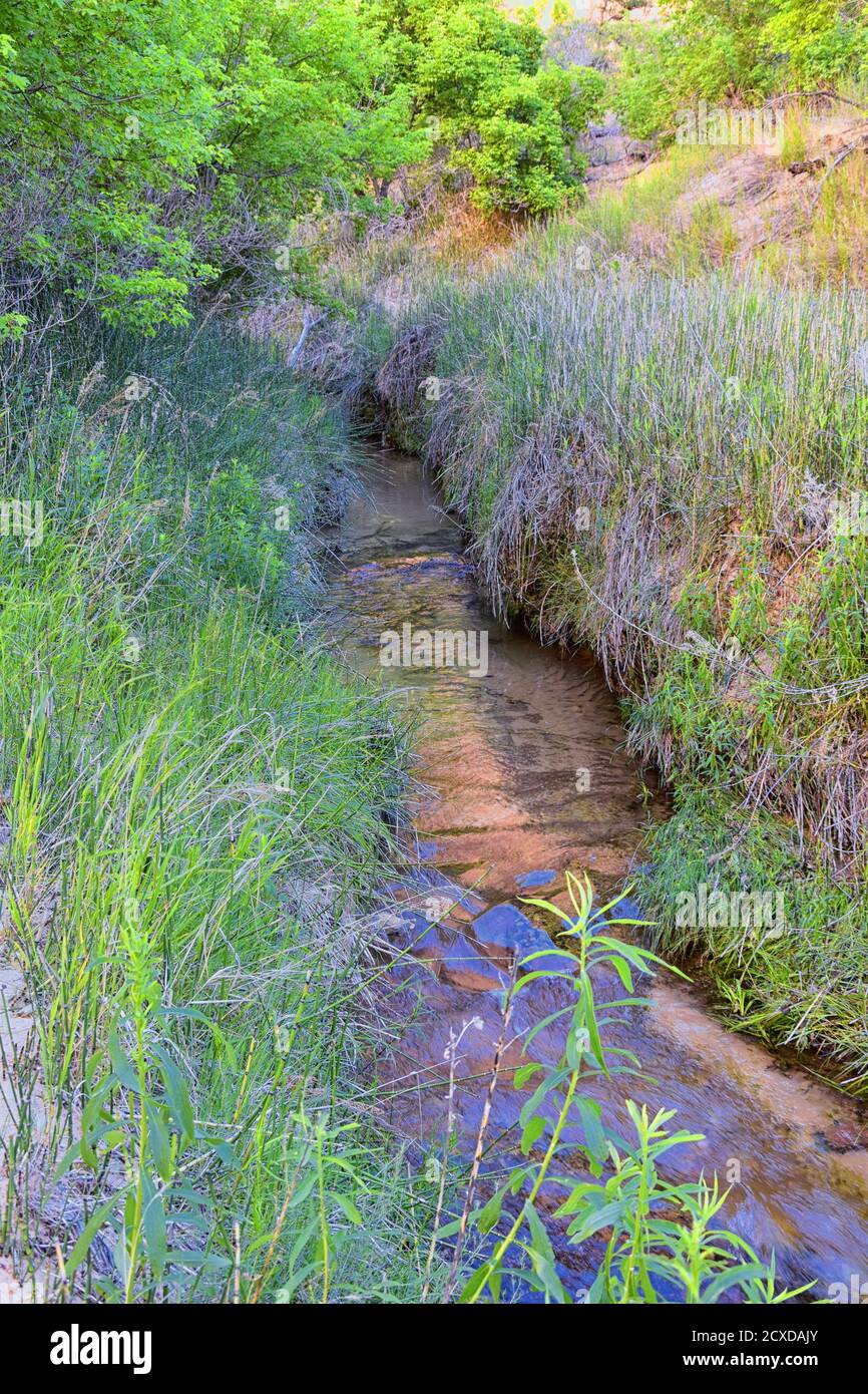 Oasis in Lower Calf Creek Falls views of Forest and Horsetail