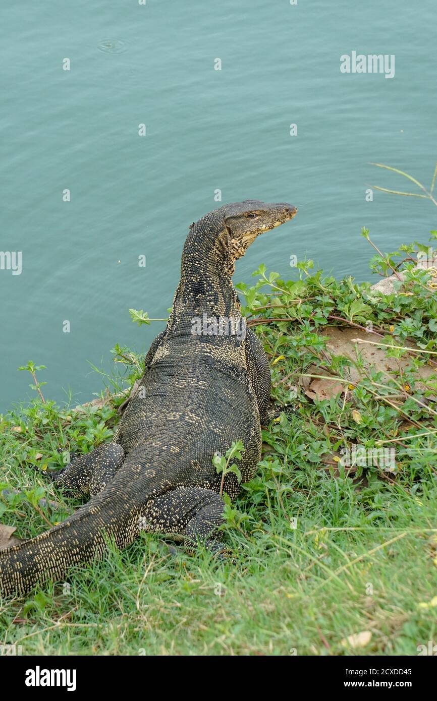 Thailand asian water monitor lizard in Lumphini Park Stock Photo