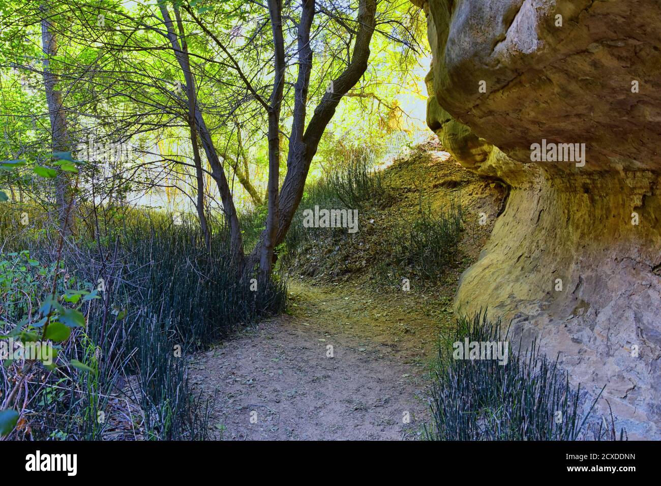 Oasis in Lower Calf Creek Falls views of Forest and Horsetail