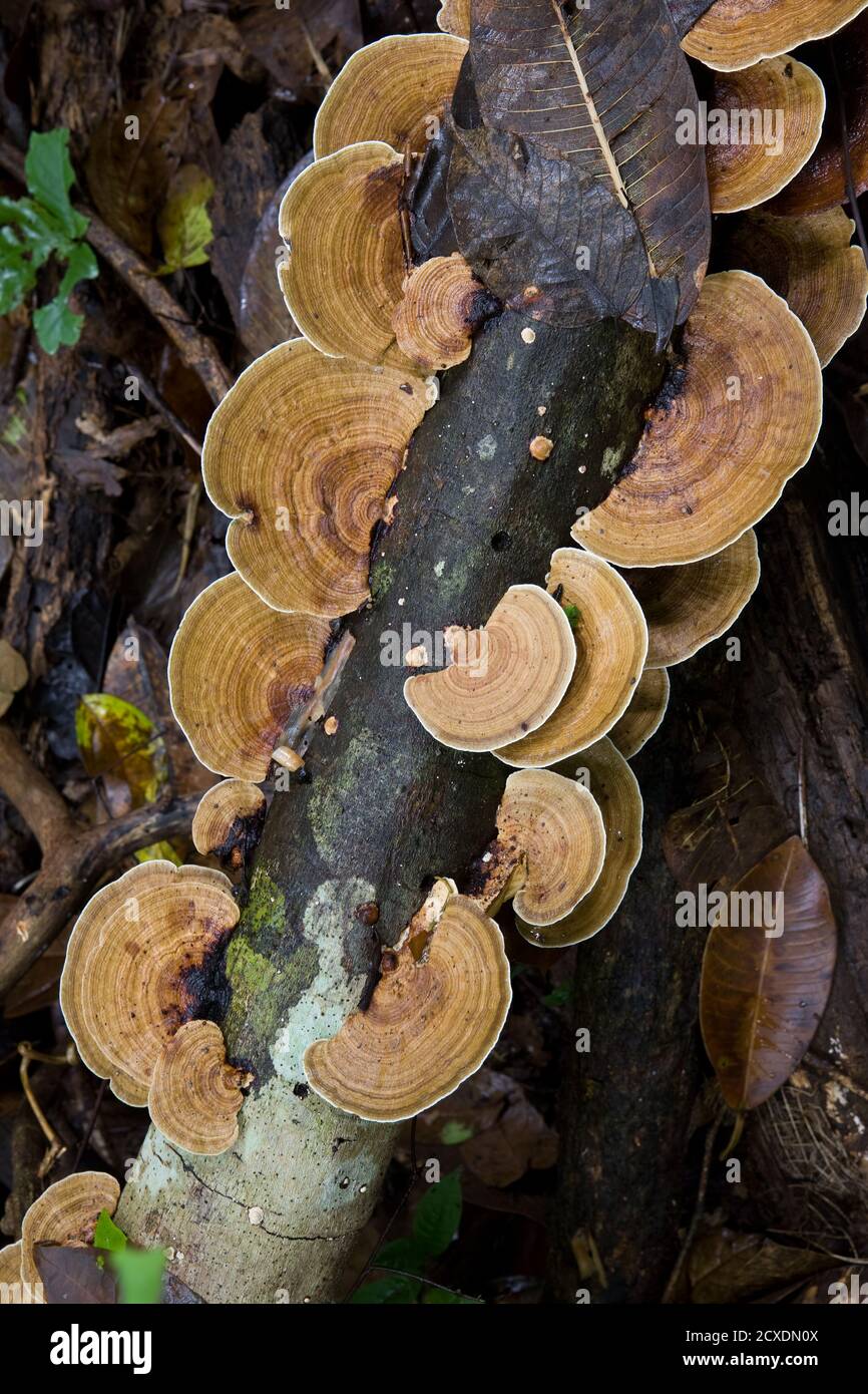Shelf fungi or polypores on a tree trunk in the rain forests of Panama.  Fungi are one of the principal means of breaking down decaying matter and rec Stock Photo