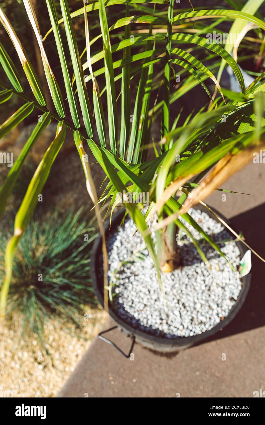 ravenea rivularis majestic palm plant outdoor in sunny backyard shot at shallow depth of field Stock Photo