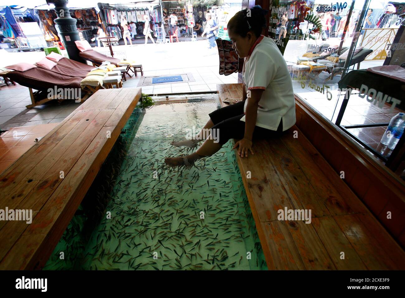 thai fish tank