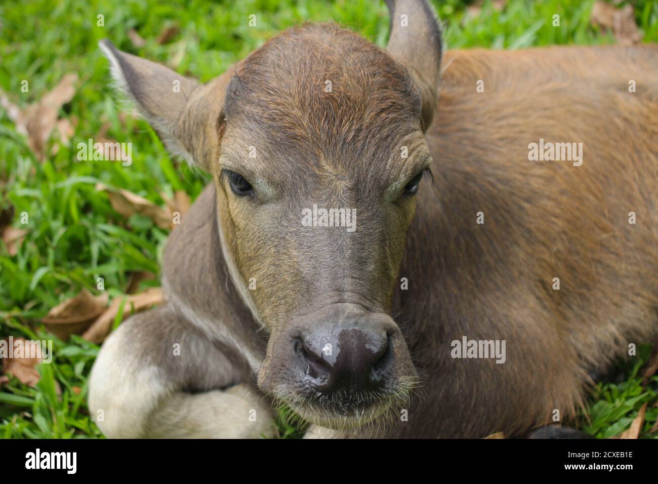 Cute Albino calf  buffalo in farm,Cute animal. Farmer's friend Stock Photo