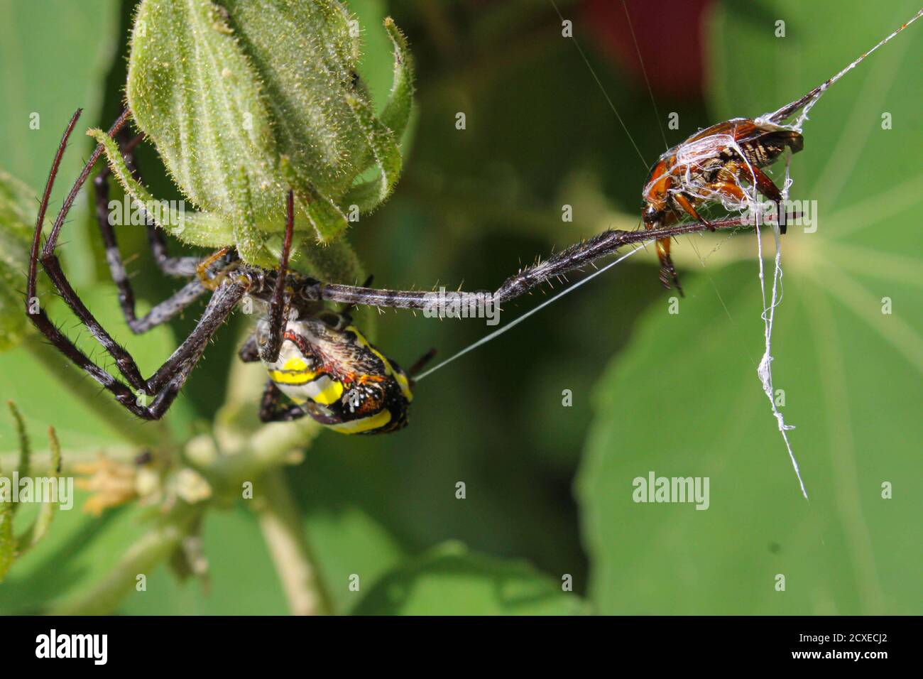 beatyful spider,Spider eating insect and siting on the net,spider in asis Stock Photo