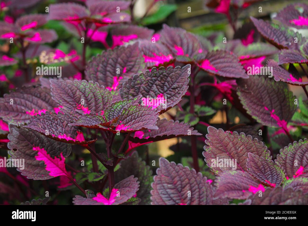 beautyful leaves,Multi colored leaves pink,purple and green color leaves growing in garden Stock Photo