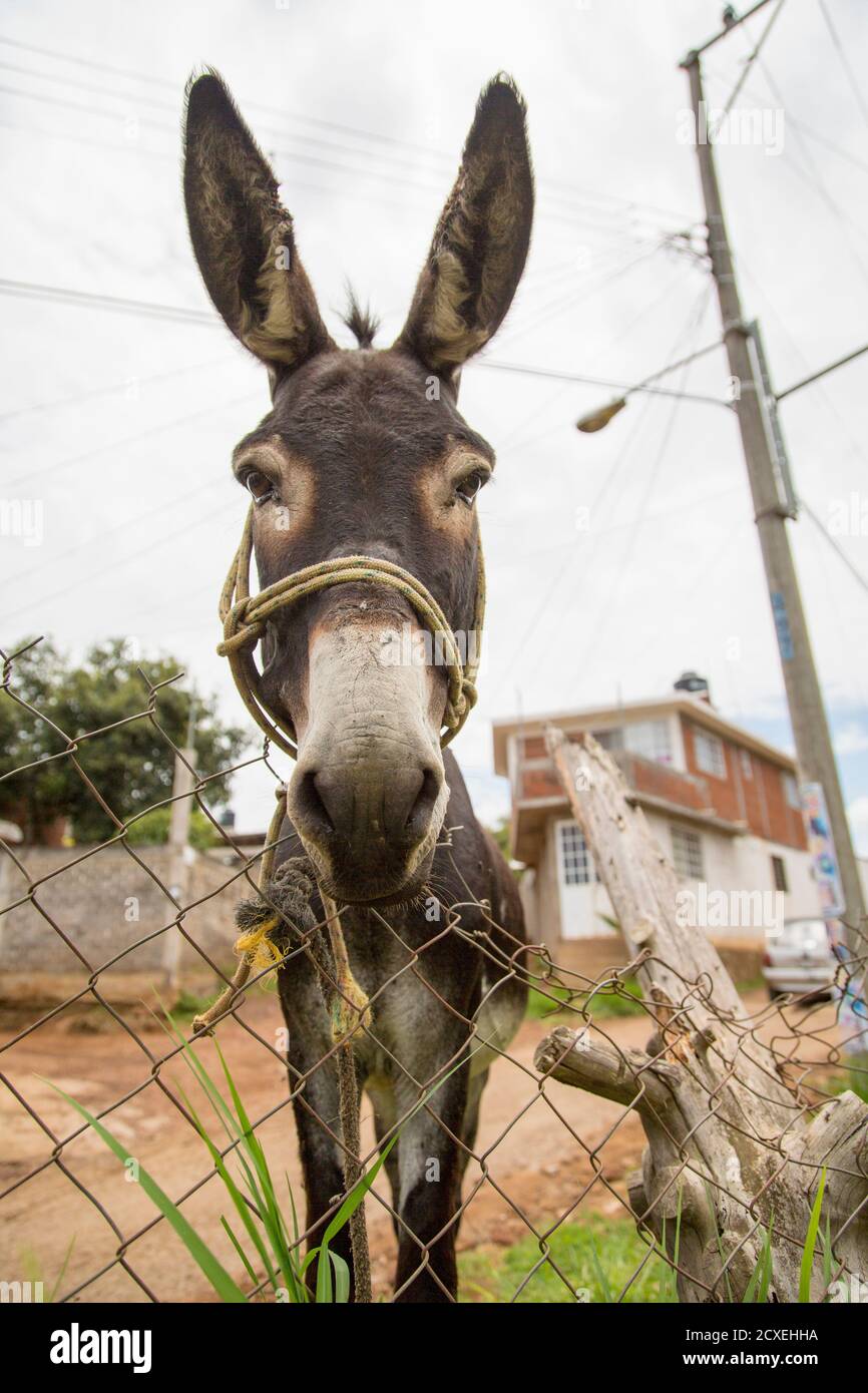 Close up view of a Donkey in Michoacán, Mexico Stock Photo