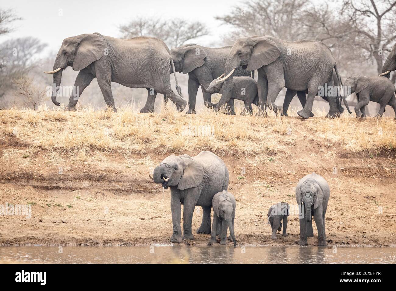 Elephant herd with lots of small babies drinking water in dry winter in Kruger Park in South Africa Stock Photo