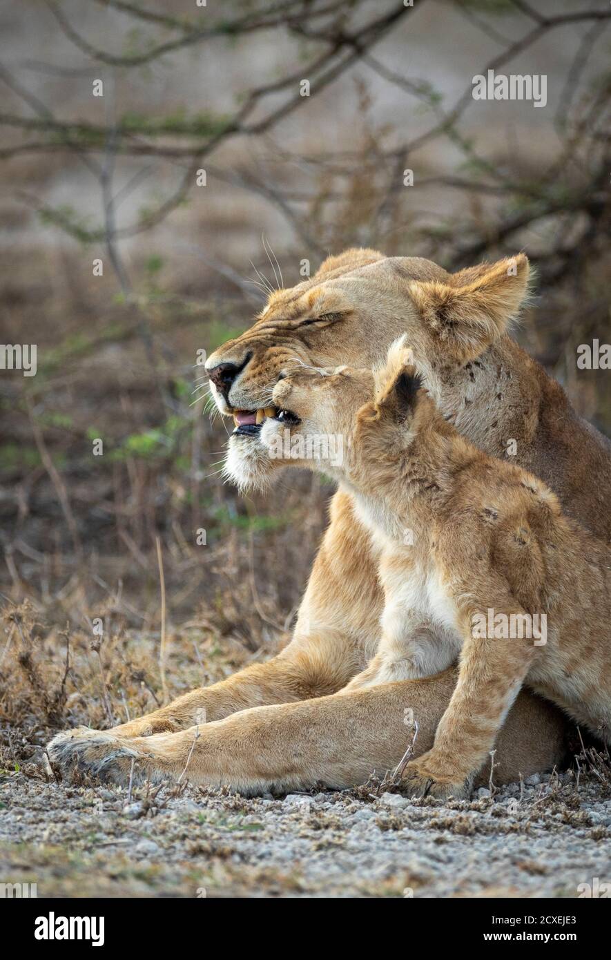 Vertical portrait of a lioness and her lion cub in Ndutu in Tanzania Stock Photo