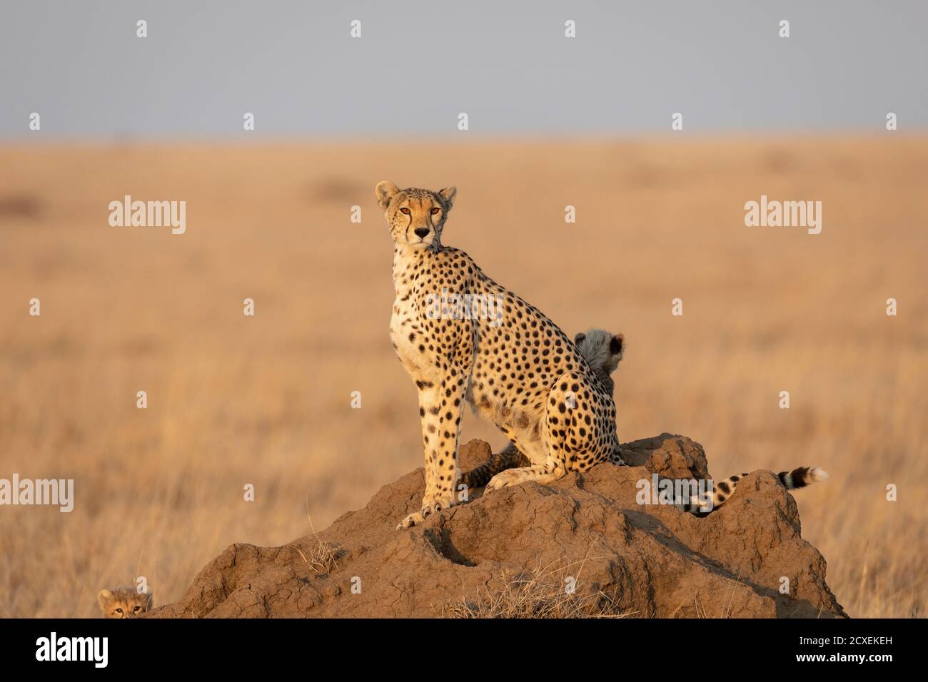 Cheetah mother and her two baby cheetahs sitting on a termite mound in the middle of Serengeti plains in Tanzania Stock Photo