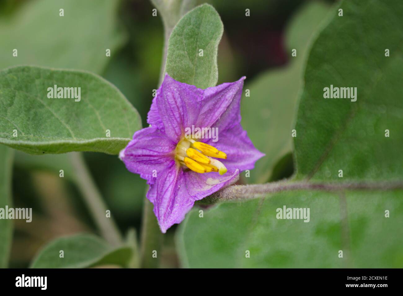 Eggplant garden leaf hires stock photography and images Alamy