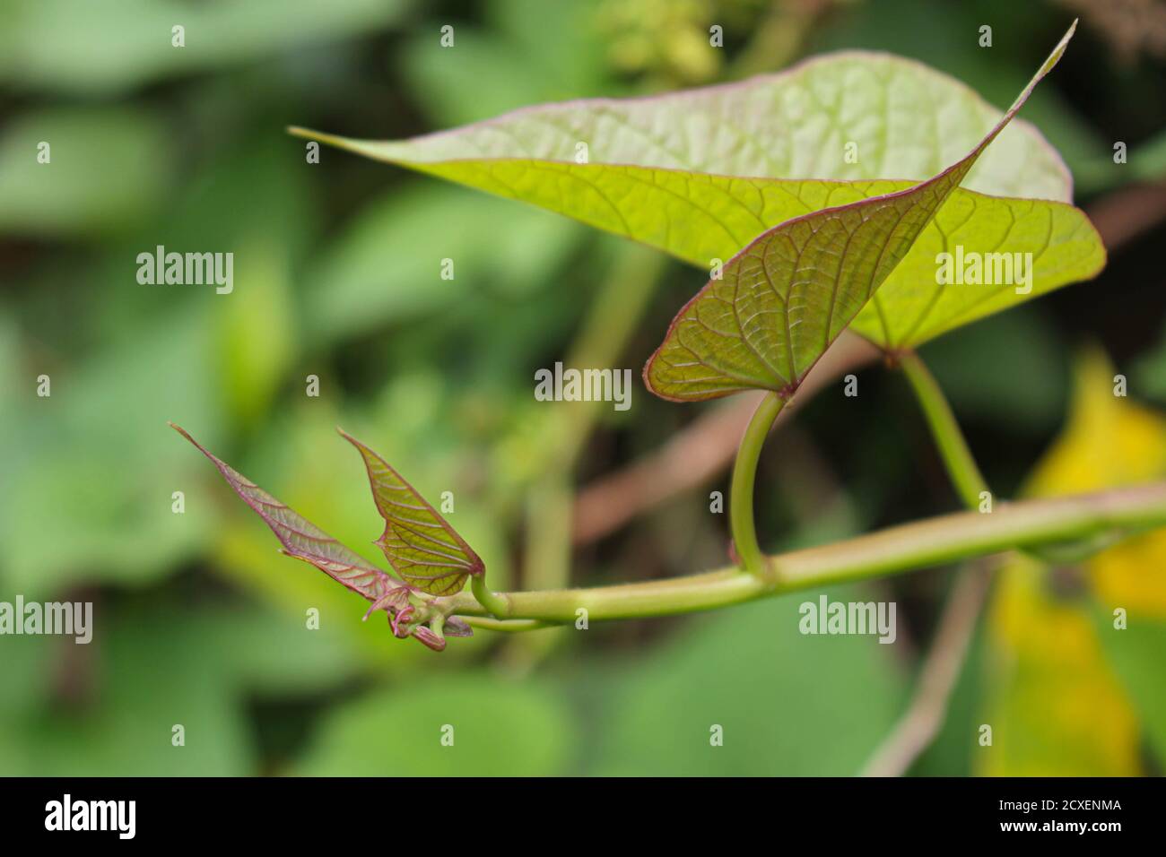 Plant and leaves of Sweet potato, purple potato leaves farming garden Stock Photo Alamy