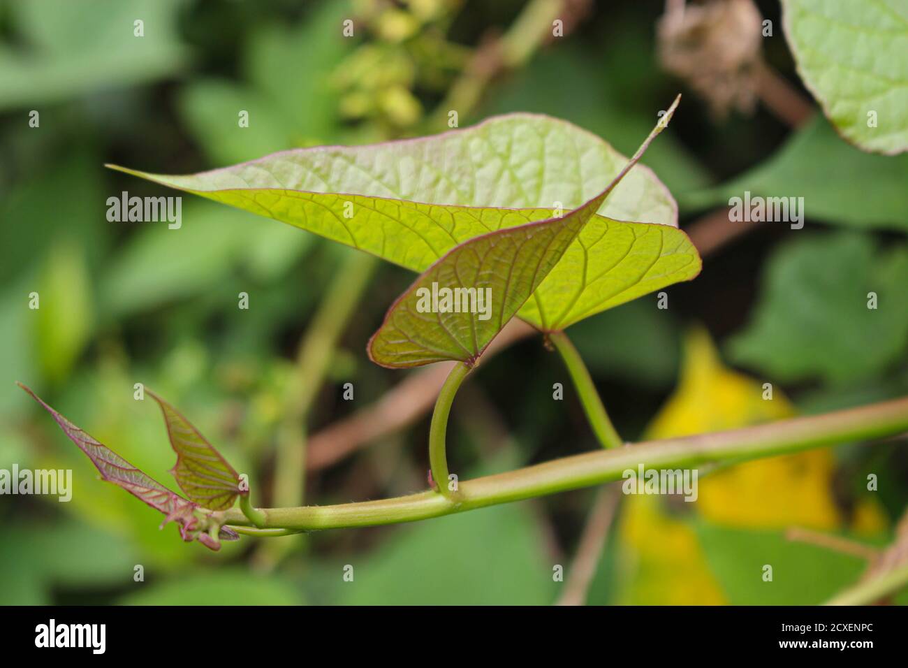 Plant and leaves of Sweet potato, purple potato leaves farming garden Stock Photo Alamy