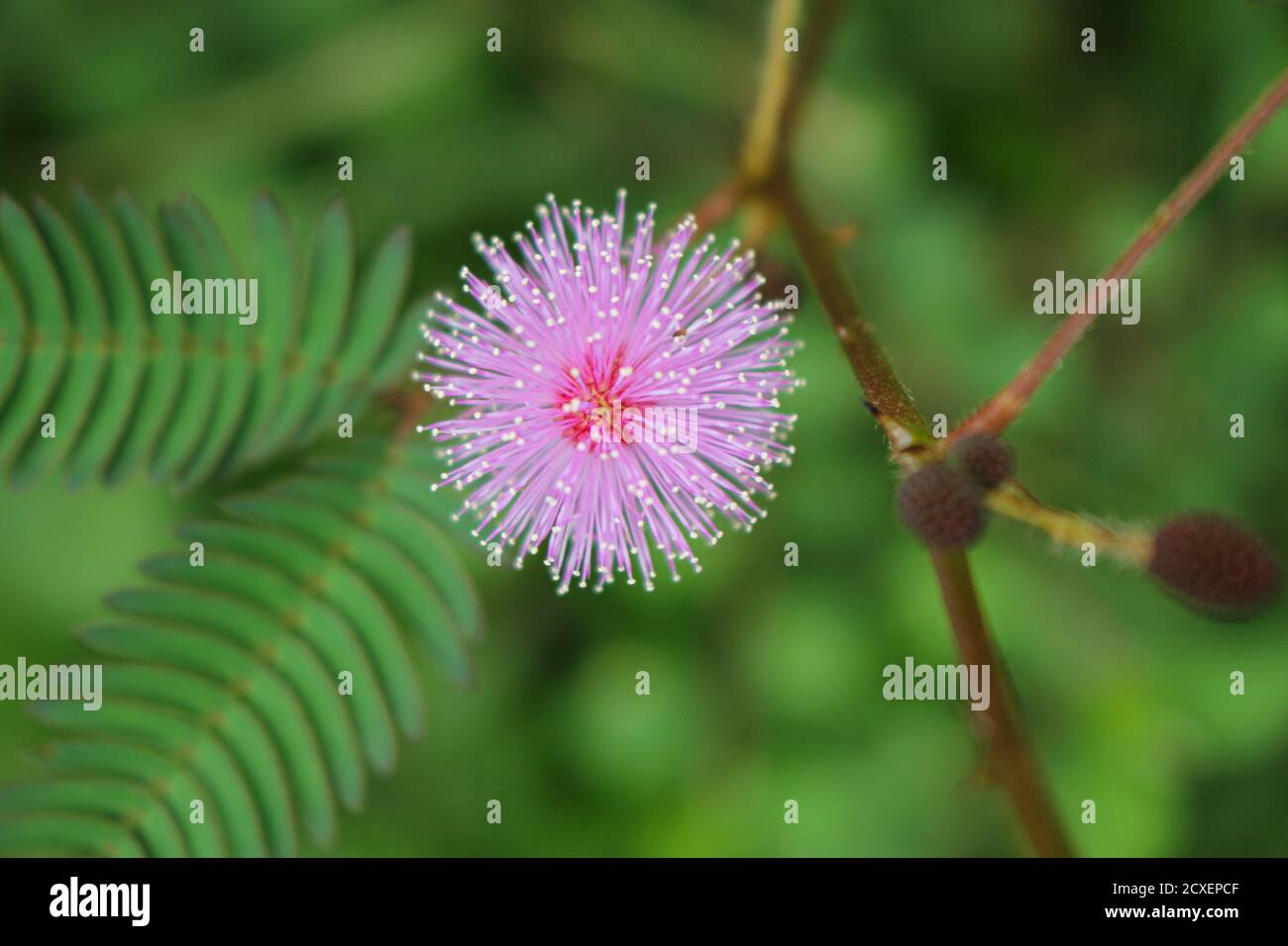 Beautiful thorn flower,pink flower,flower in asia images Stock Photo