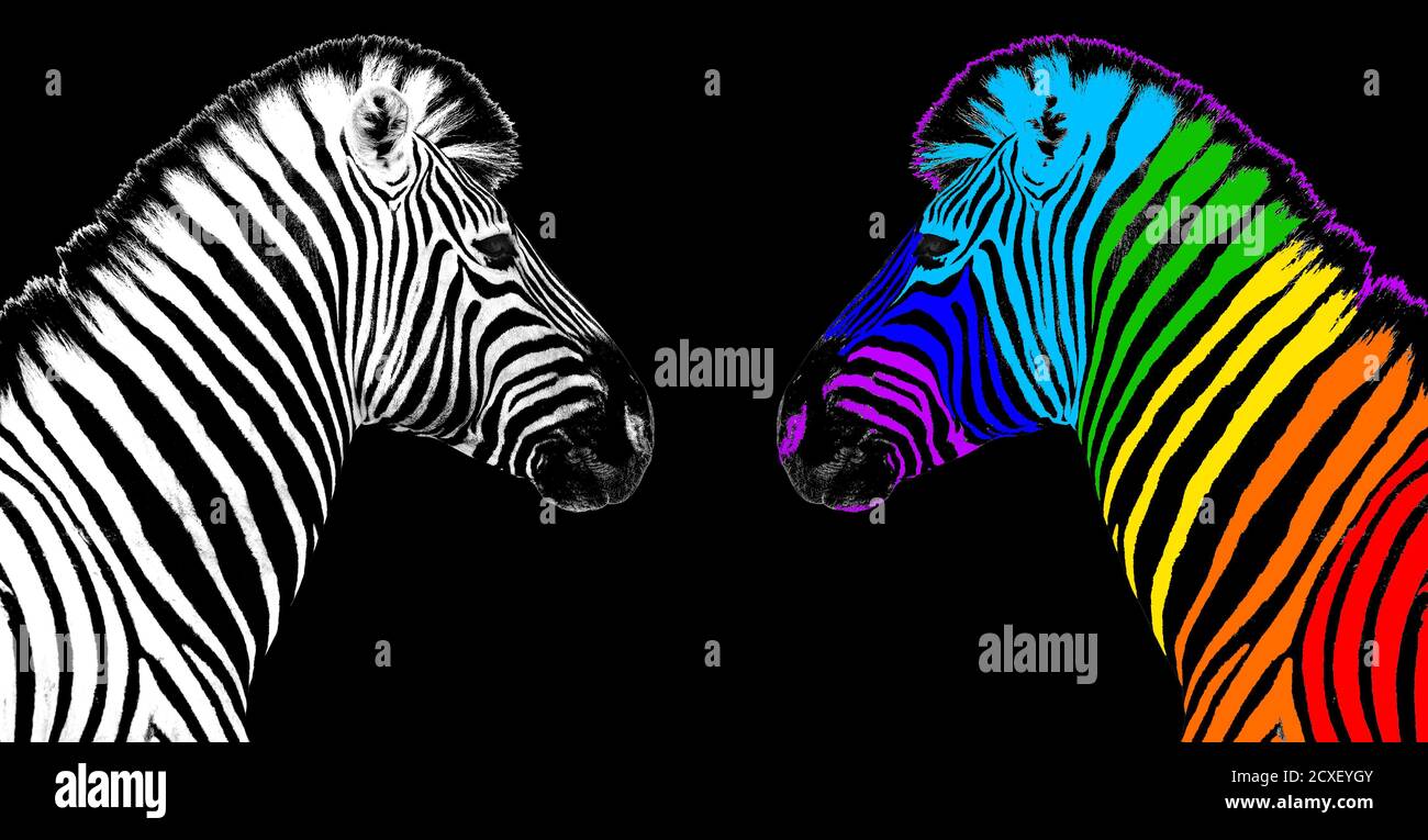 Usual & rainbow color zebra black background isolated, individuality