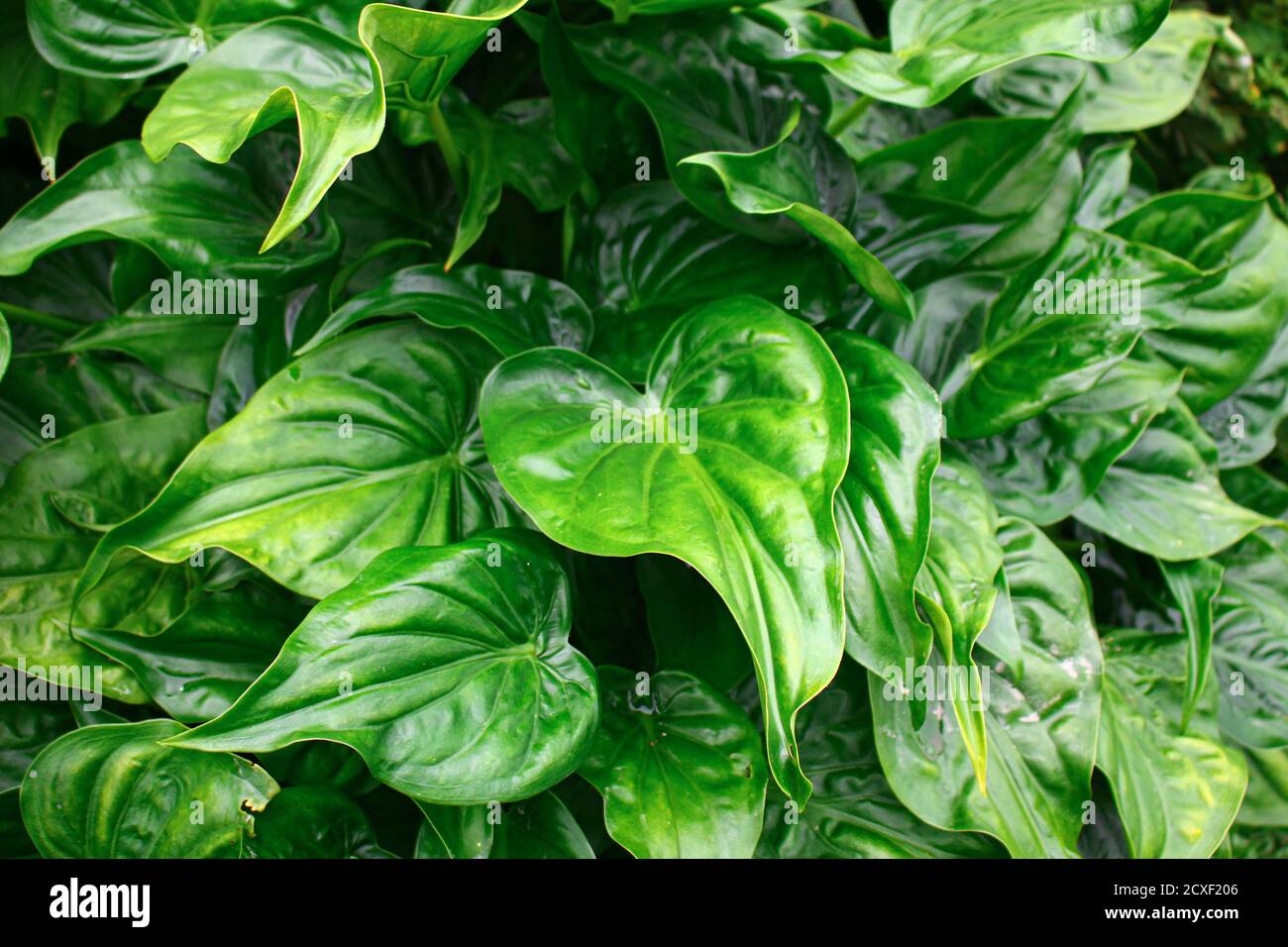 Tropical Green leaves,leaves texture asia nature image Stock Photo