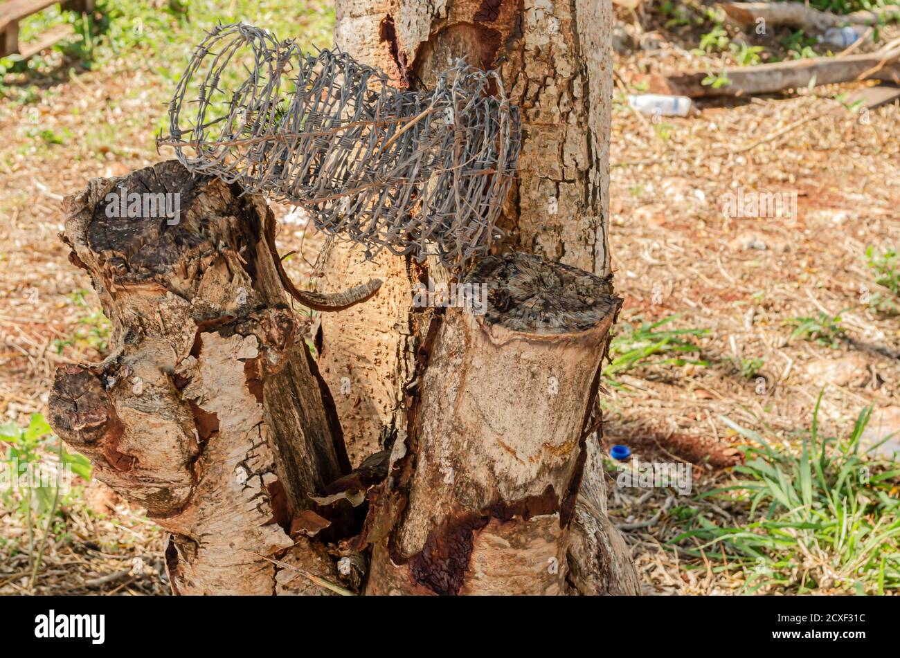 Barbed Wire And Tree High Resolution Stock Photography and Images Alamy