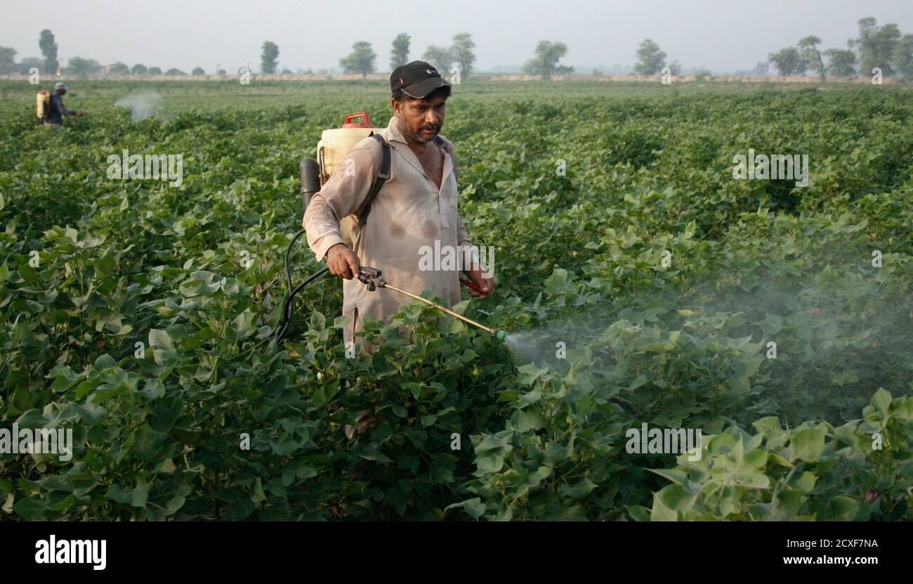 Pesticide cotton hires stock photography and images Alamy