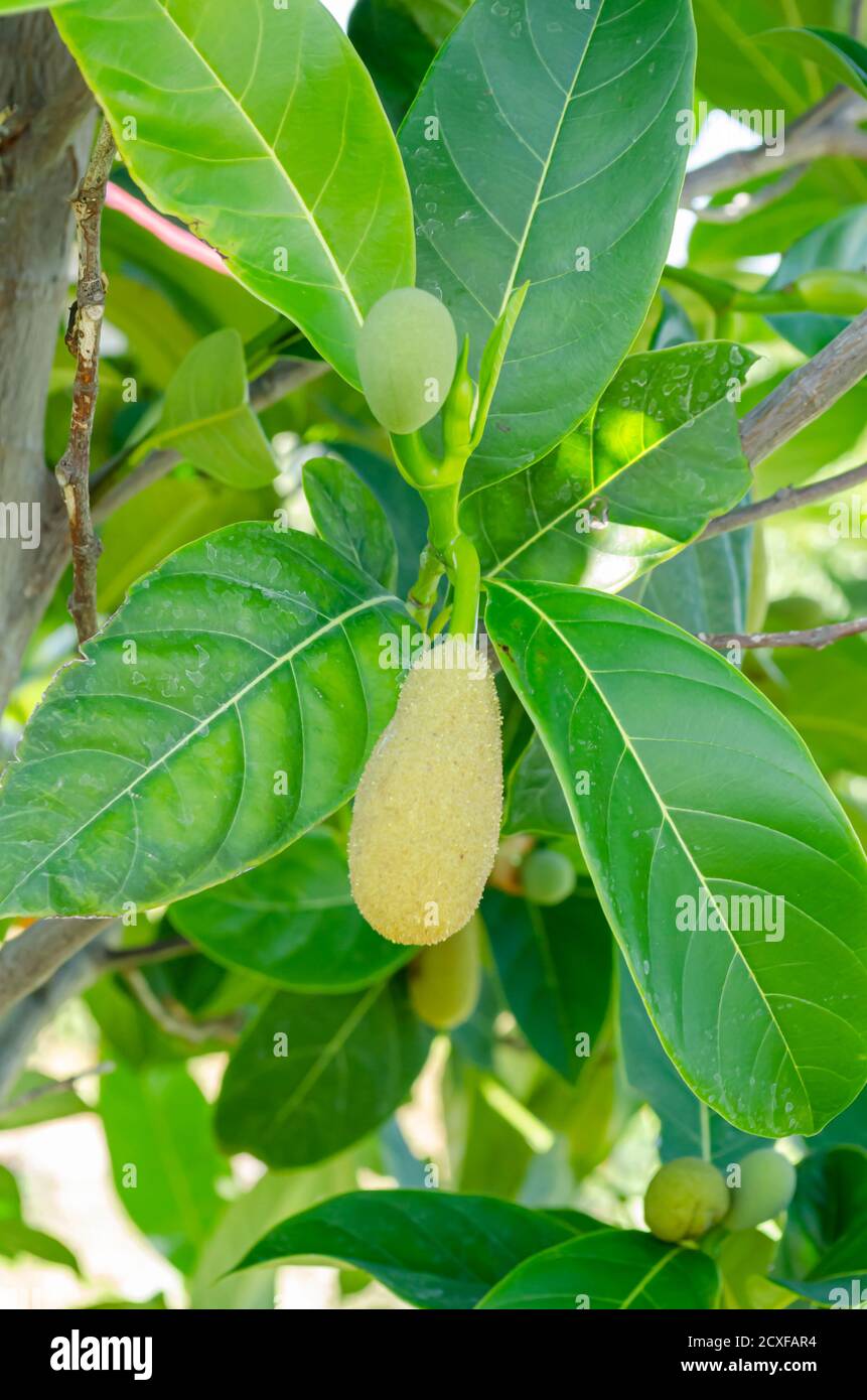 Young jackfruit Fruits And Leaves Stock Photo Alamy