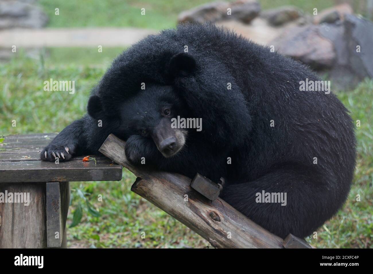 A moon bear is seen during a visit of actress Ali MacGraw at the Vietnam  Bear Rescue Centre in Tam Dao National Park, north of Hanoi December 3,  2012. MacGraw is in