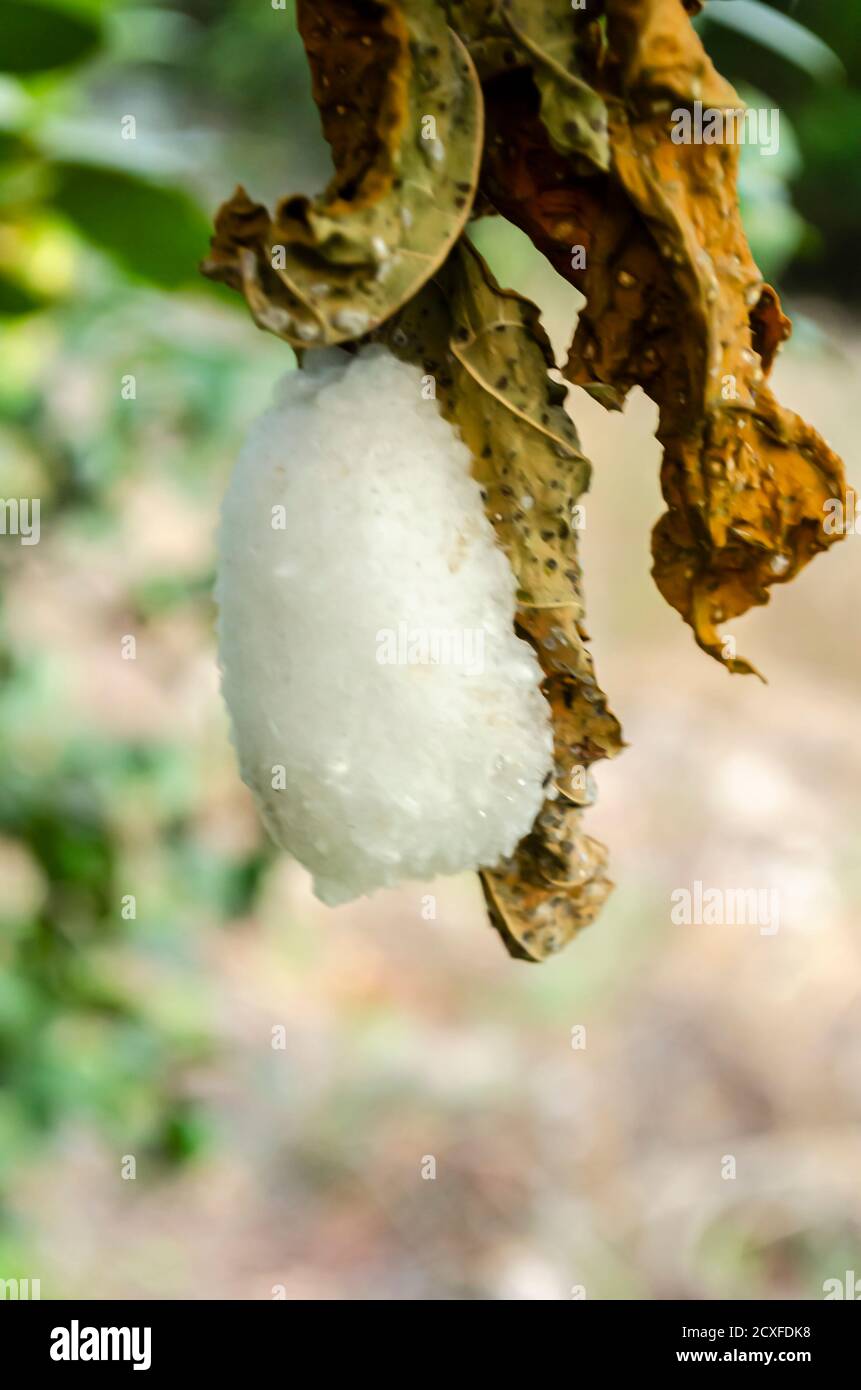 Side Of Braconid Wasp Cocoons Stock Photo