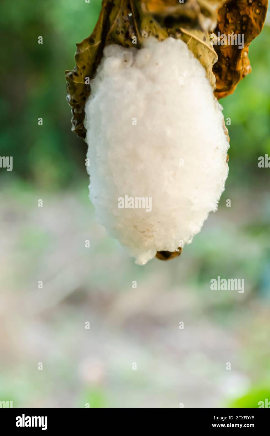 Top Of Branconid Wasp Cocoons Stock Photo