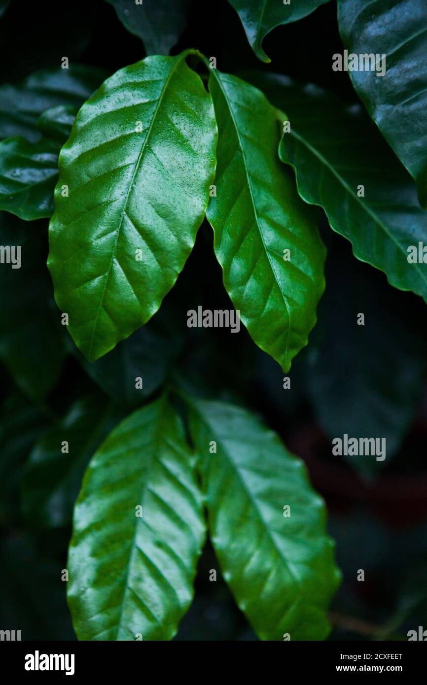 Coffee Tree Wet Leaves Of Coffee In Gardenhose Close Up Agriculture Concept Stock Photo Alamy