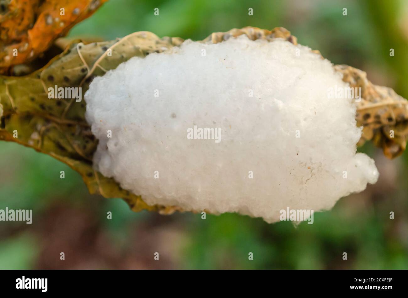 Closeup Of Branconid Wasp Cocoons Stock Photo