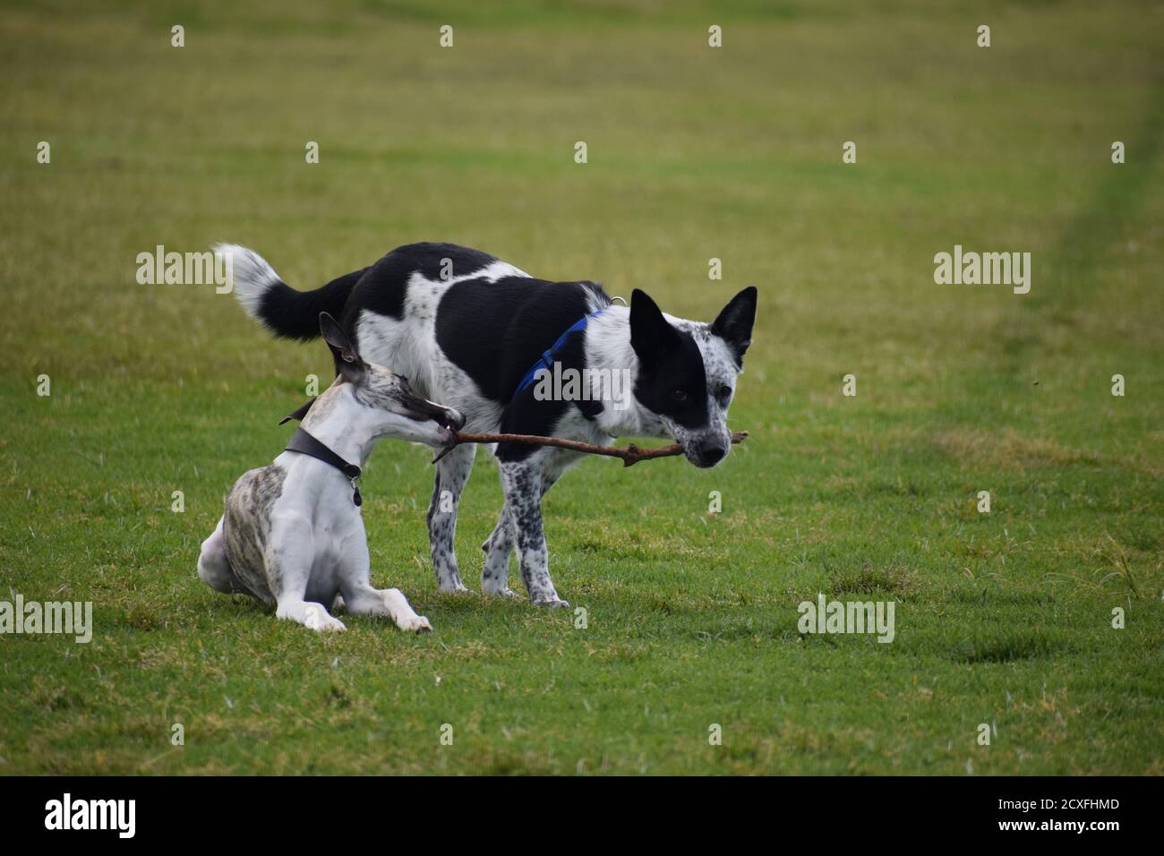 Dogs in Park Stock Photo