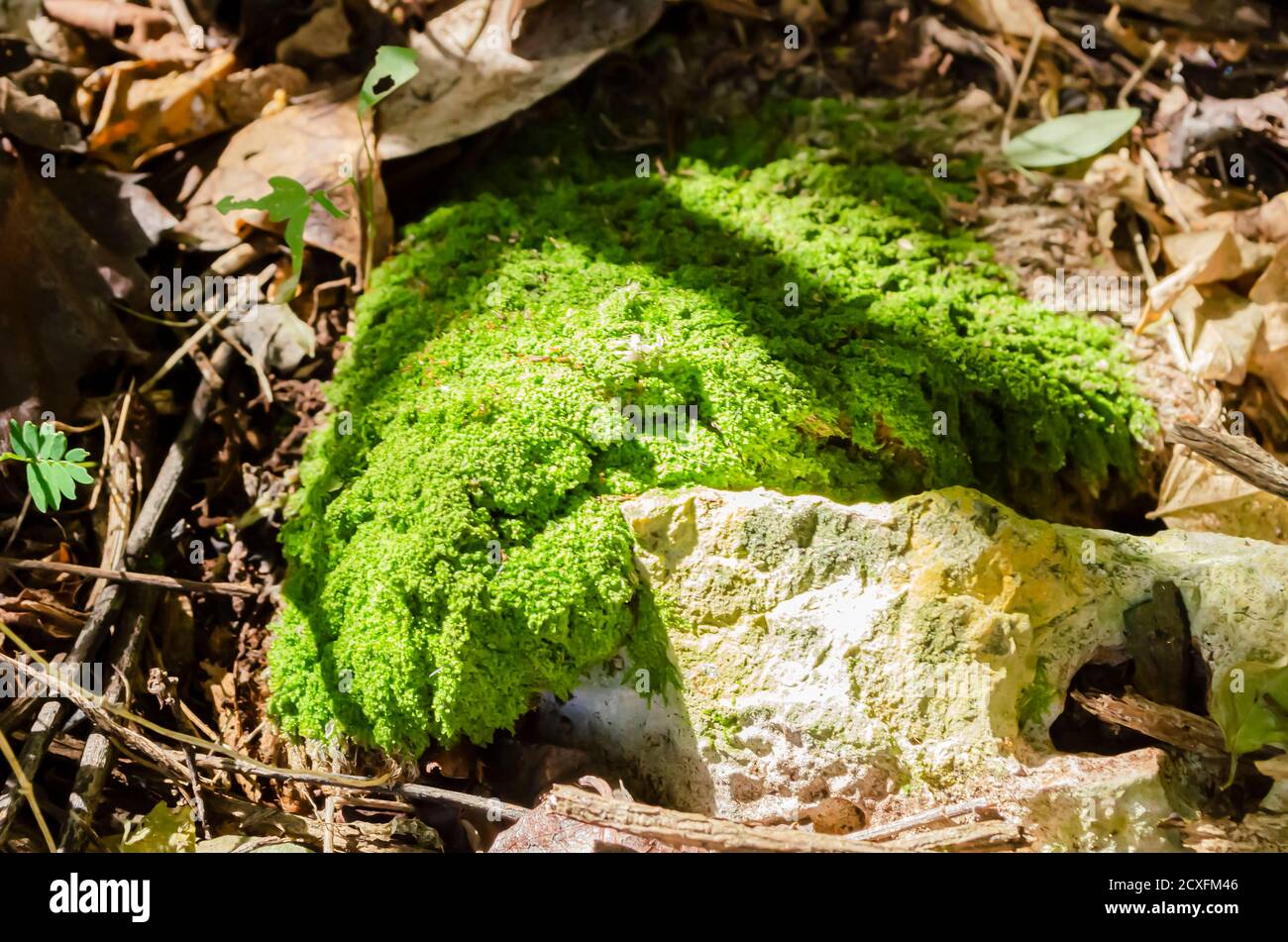 Hypnum Curvifolium Moss On Stone On The Ground Stock Photo