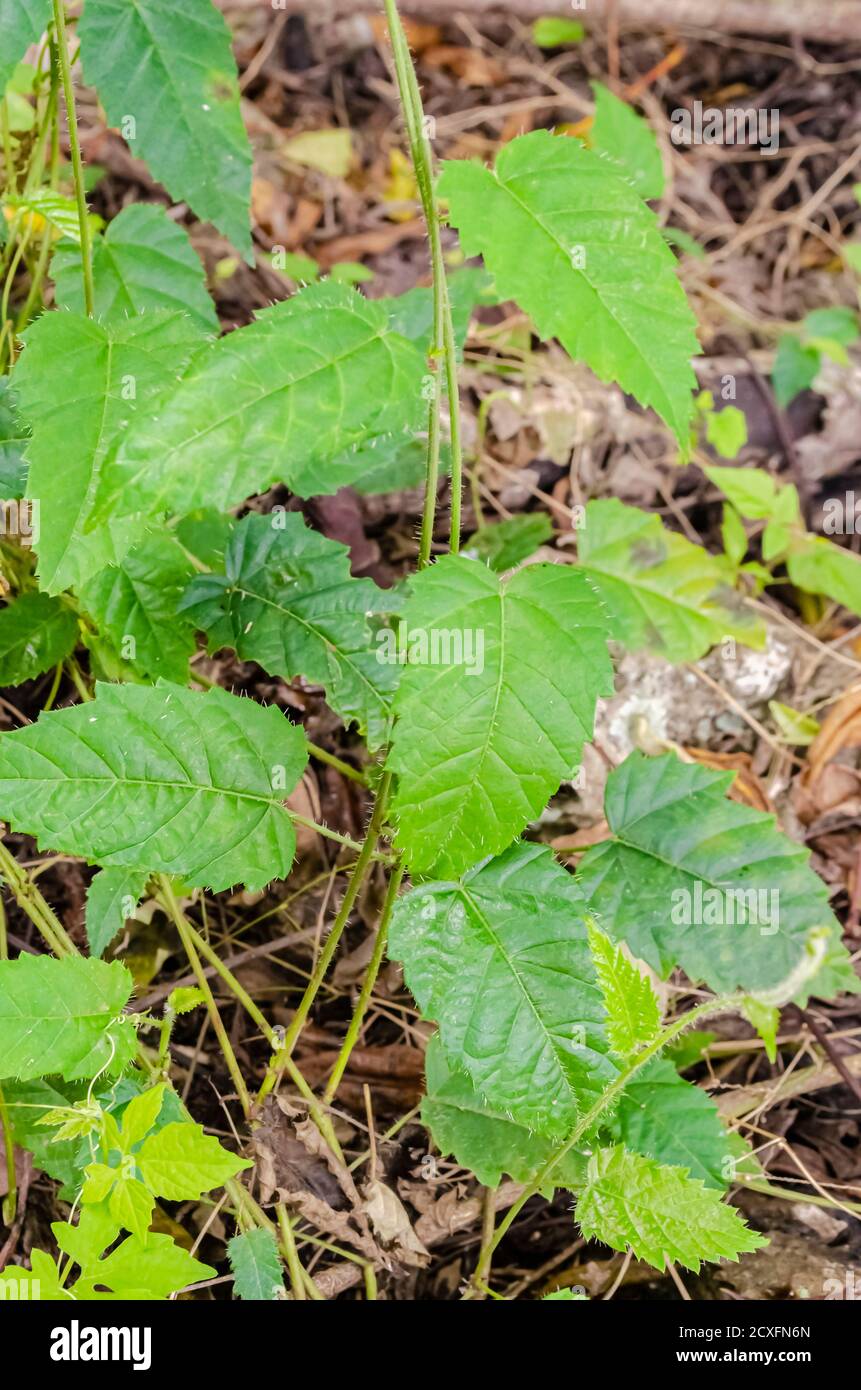 Close-up Of Nettle Plant Stock Photo