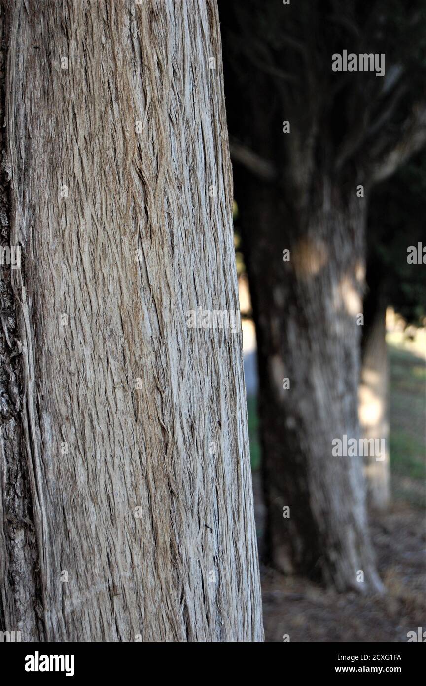 bark closeup of a big cypress tree  and some others in a row in blurred background in Tuscany countryside in Montalcino area Stock Photo