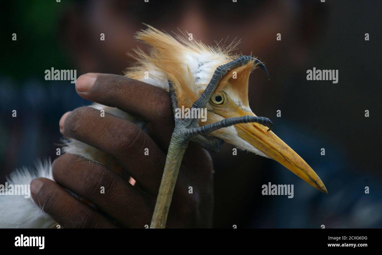 State bird of uttar pradesh hi-res stock photography and images - Alamy State bird of uttar pradesh hi-res stock photography and images - Alamy