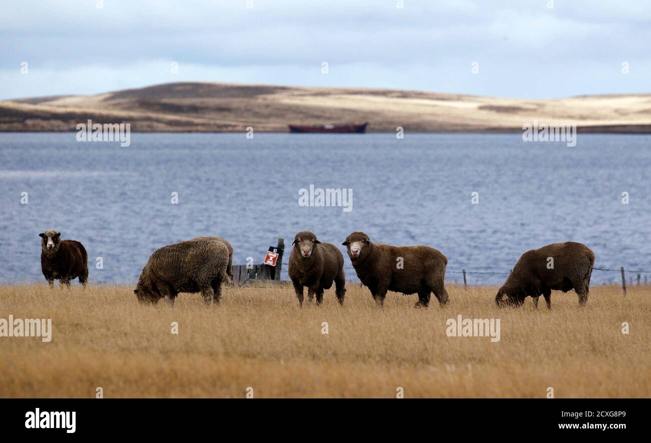 Port stanley falkland islands farm hires stock photography and images