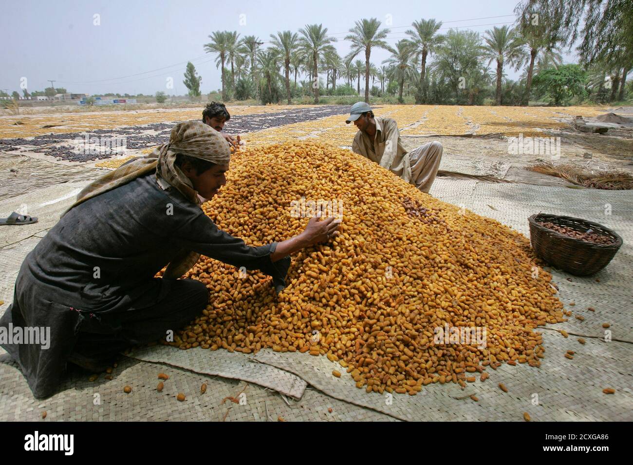 Men sort dates after they were dried at a farm during harvesting season in  Larkana in Pakistan's Sindh province July 30, 2012. According to Islamic  traditions, dates are eaten to break the