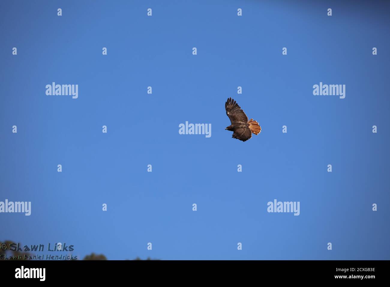 Red Tail Hawk Circling Above Ramsey Canyon Stock Photo - Alamy