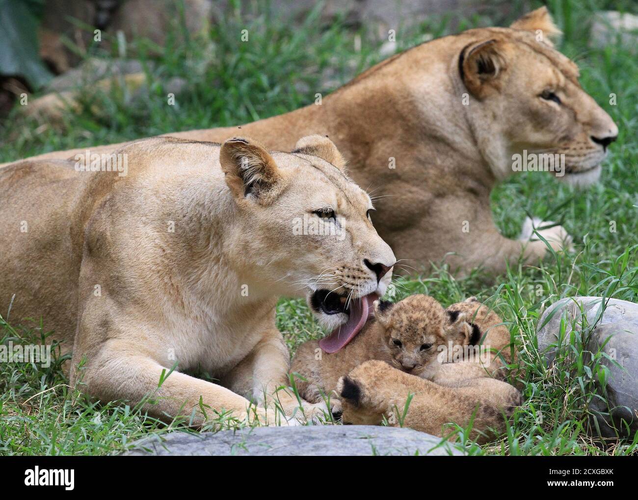 Cali Zoo High Resolution Stock Photography And Images Alamy