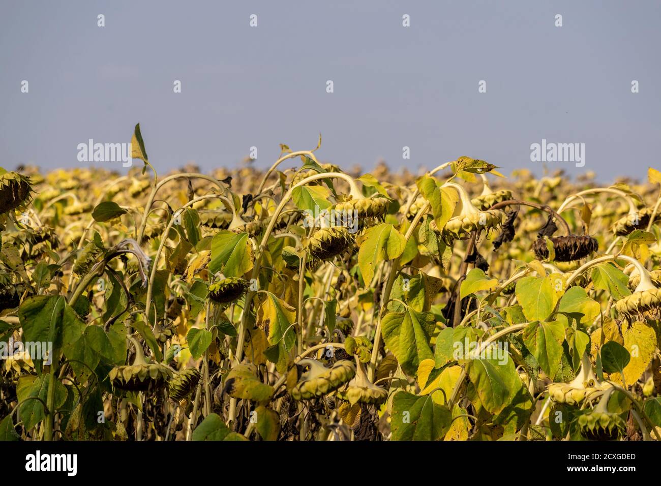 Field of ripe sunflowers before the harvesting season Stock Photo Alamy