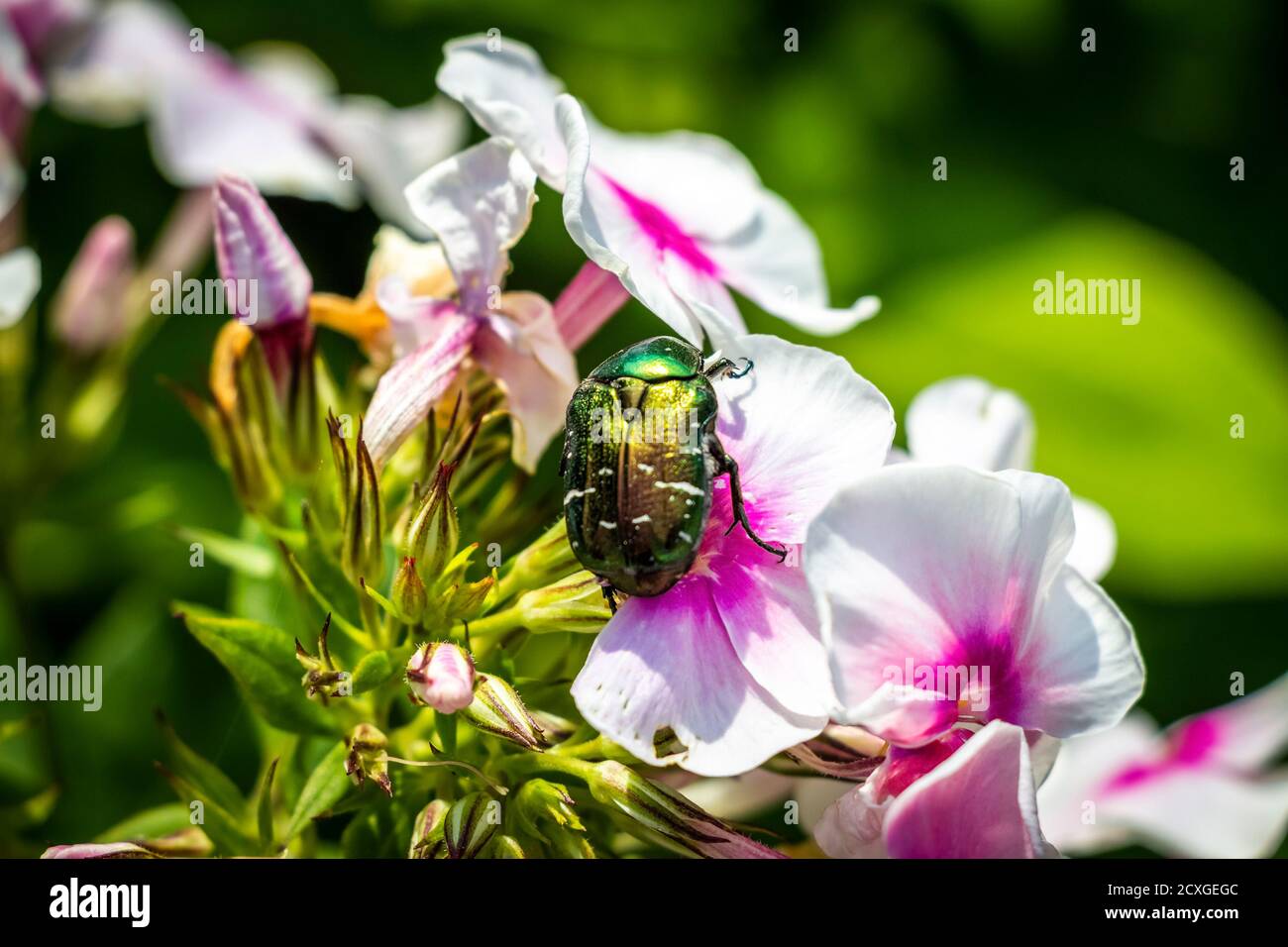 Green large beetle on a flower close-up. Stock Photo
