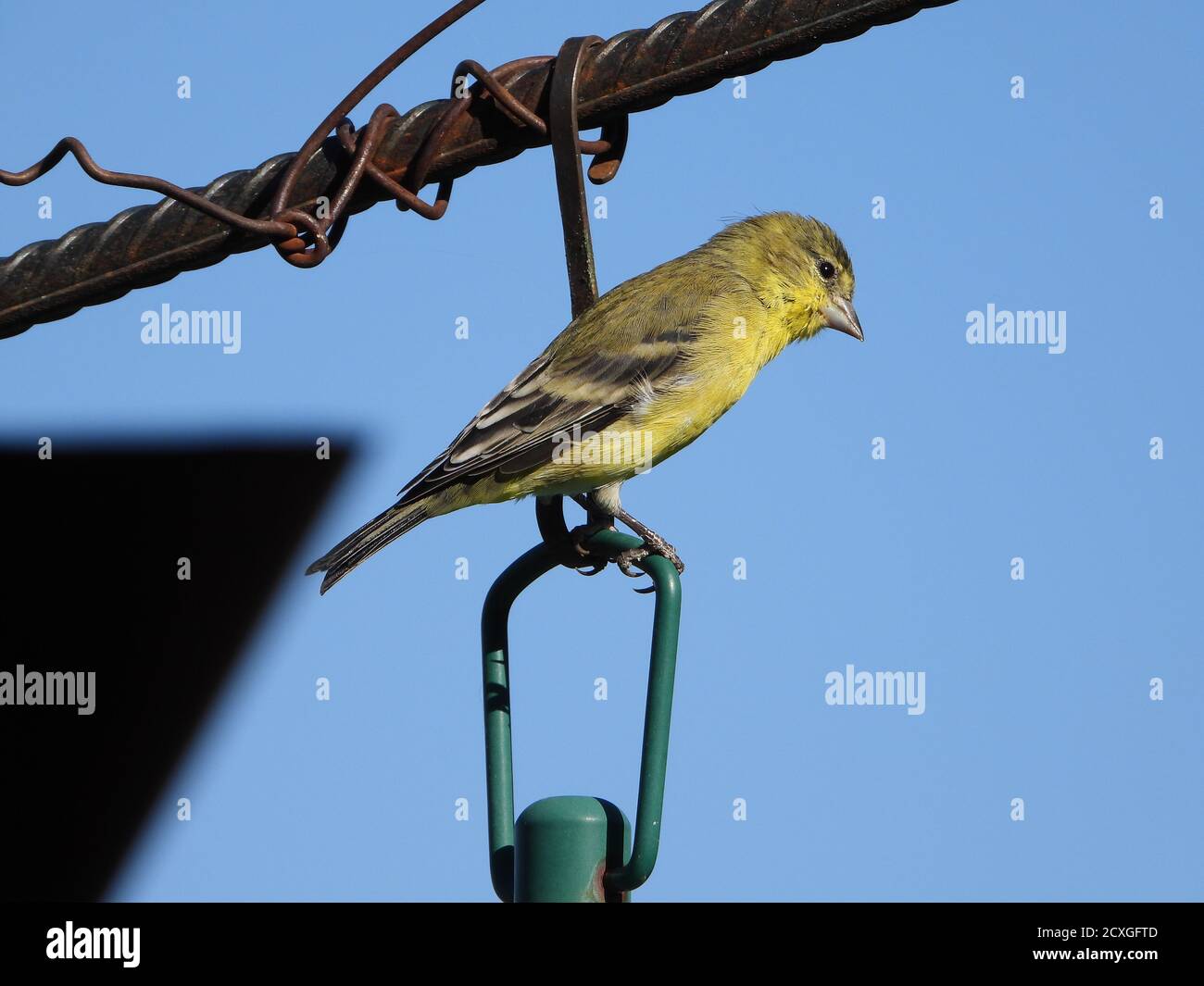 Goldfinch On the Line With a  Wire Twist Stock Photo